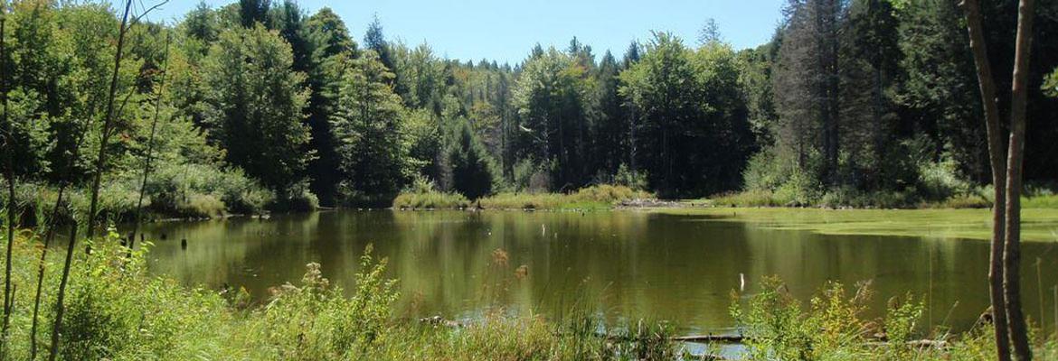 Pond View in Leyden, MA